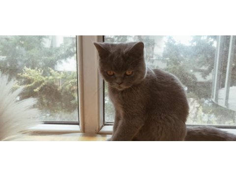 British shorthair ücretli sahiplendirilecektir