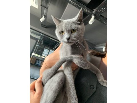 Uysal british shorthair balımıza yeni yuva