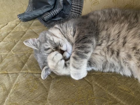 Prenses british shorthair