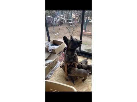 Malinois yavruları