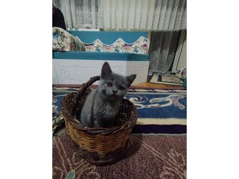 2 aylık erkek yavrumuz british shorthair