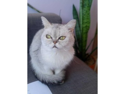 British shorthair dişi 7 aylık