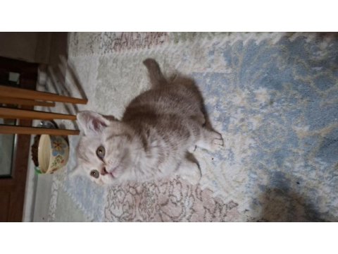 Sütlü kahve kedim