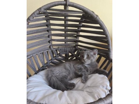 Dişi scottish fold bebeğimiz