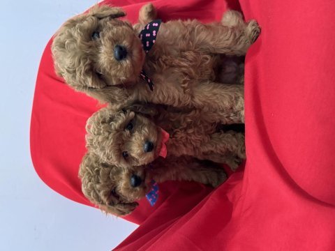 Toy poodle bebeklerim