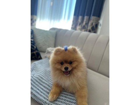 Pomeranian boo erkek