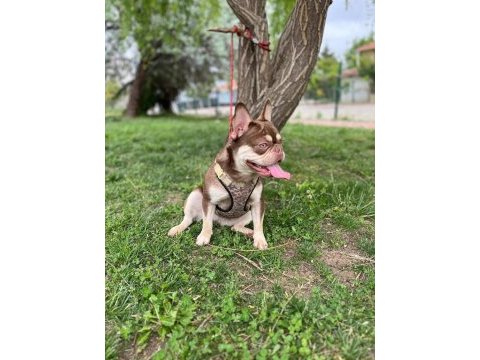 French bulldog köpeği