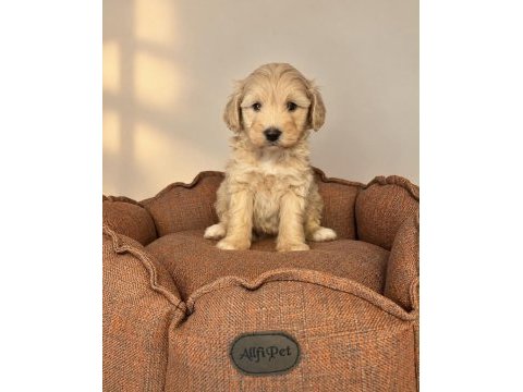 Babyface maltipoo yavrularımız