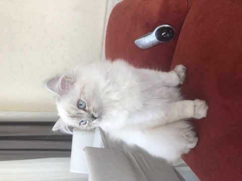 British longhair 5 aylık
