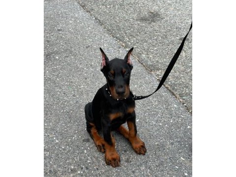 Gerçek safkan şecereli anne babadan europa doberman yavrular
