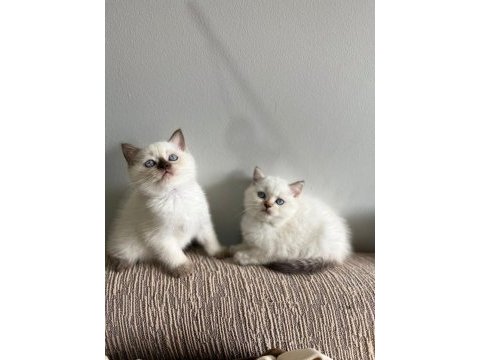 Ev üretimi bluepoint british shorthair bebeklerimiz