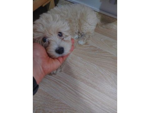 2.5 aylık aşıları tamam dişi maltipoo