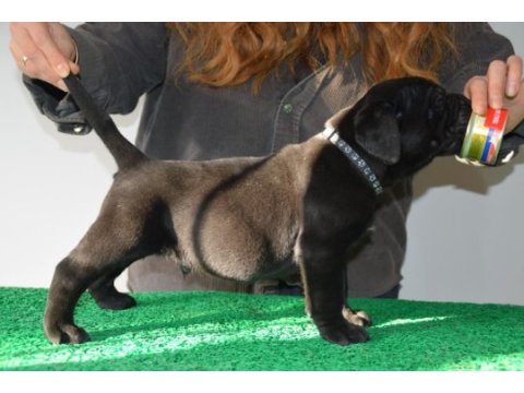 Corsotürkden şecereli garantili şampiyon yavru köpekler