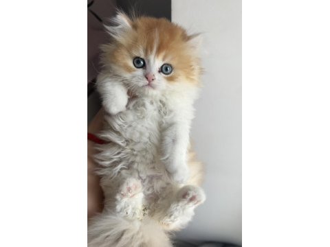 Blh ny1203 erkek british longhair kardeşler