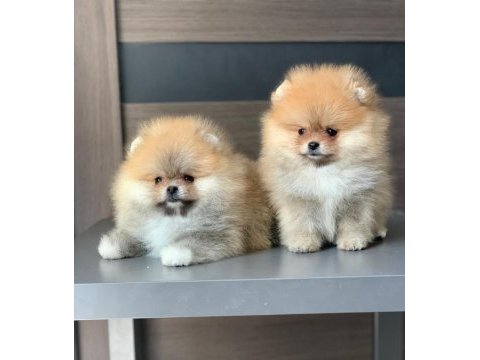 Antalya pomeranian yavruları