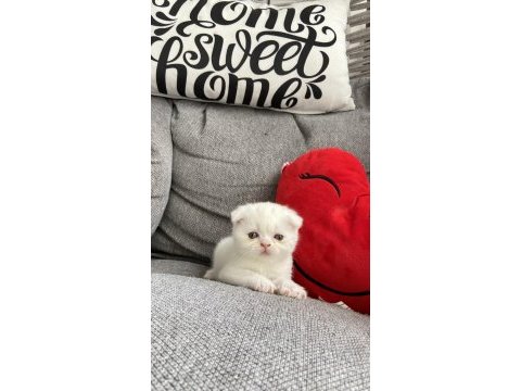 Yavru scottish fold kedilerim