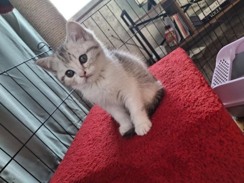 Silver british shorthair yavrularımız