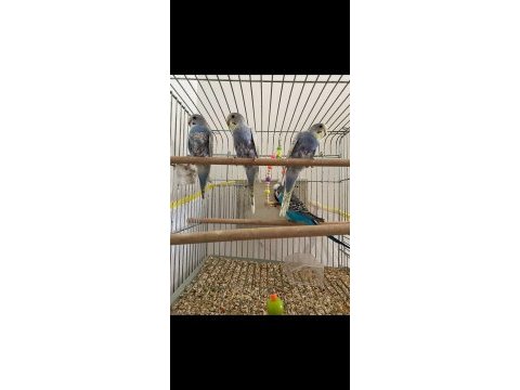 30 günlük yavru muhabbet kuşları