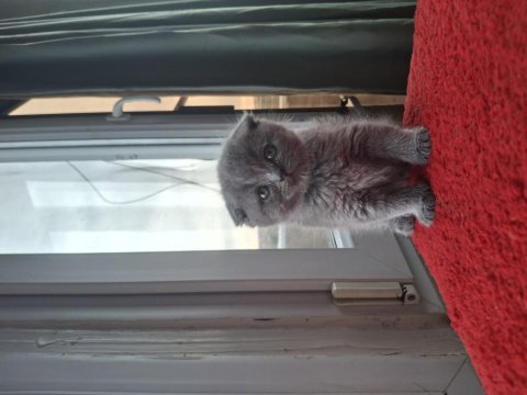 Minik scottish fold yavrularımız
