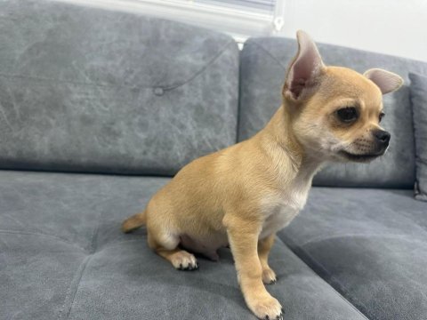 Şivava chihuahua