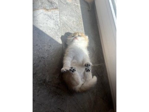 Safkan ny12 golden scottish fold yavrular