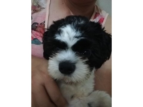 Shih tzu ares