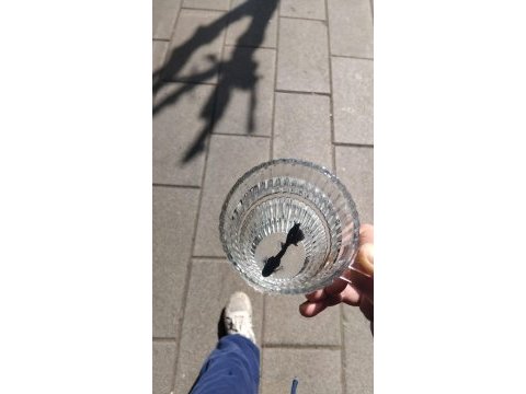 Siyah betta balığı asil duran