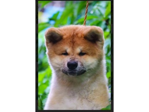 Şecereli anne babadan akita inu yavrular