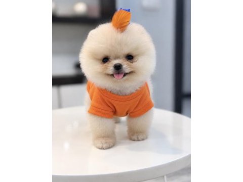 Minnak boy teacup gülen suratlı pomeranian oğlumuz