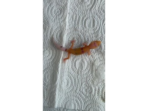 Leopard gecko