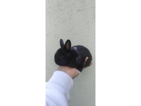 Black cüce tavşan yavrular