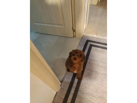 6 aylık korea poodle