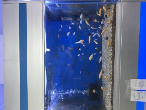 5-15 cm arası ciklet balıklarımız