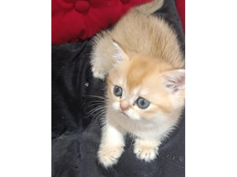 Safkan british golden