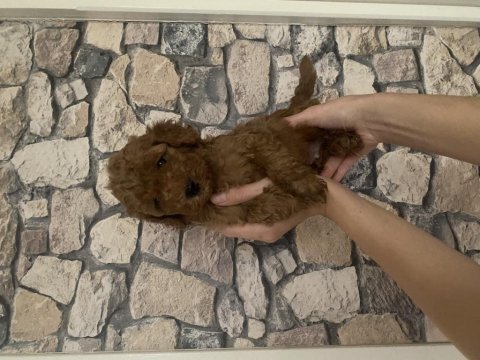 A kalite poodle yavru