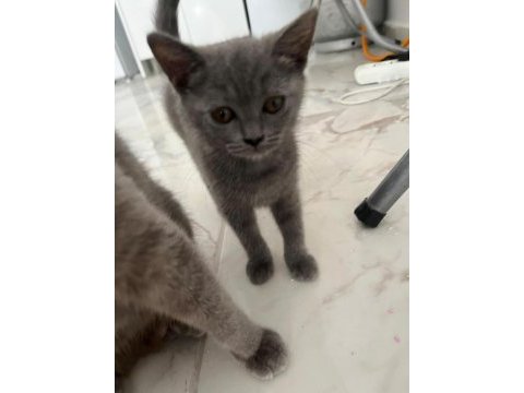 2,5 aylık scottish fold ve british shorthair yavrular