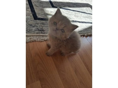 Blue golden british longhair yavrular