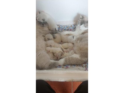 3 erkek bebek kedimiz 10 güne teslim