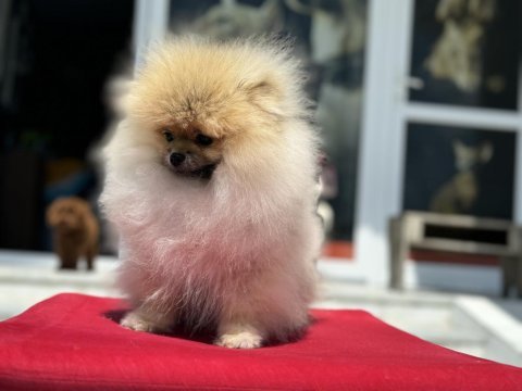 Orijinal renk orange pomeranian boo yavrumuz