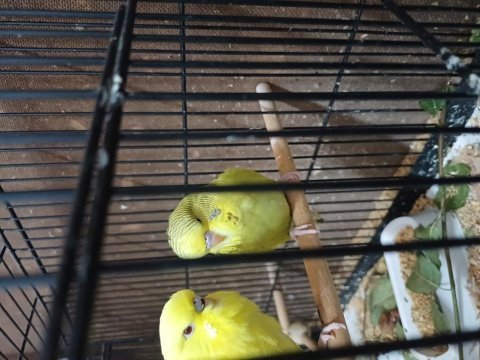 Yeni yeme düşmüş ele alışık jumbo muhabbet kuşları