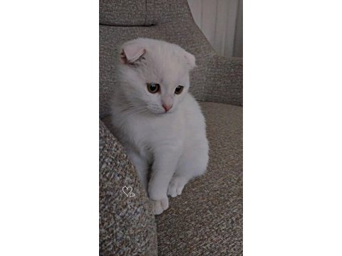 Yuvasını arayan minik bebek scottish fold