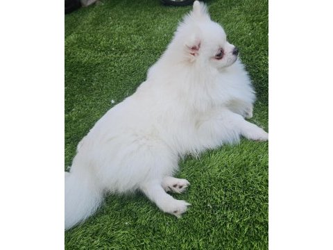Pomeranian beyaz erkek çok tatlı