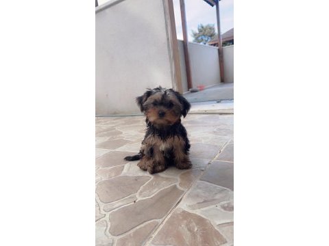 Oyuncu yorkshire terrier bebekler