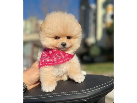 Sevimli pomeranian boo yavrularımız