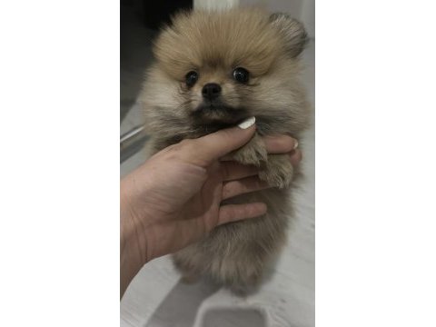 Kendi pomeranian yavrum üretici değilim