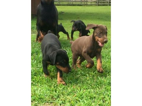 Piyasa sefiri doberman çivi gibi kulaklar