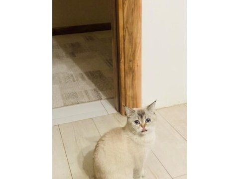 British shorthair kedisi