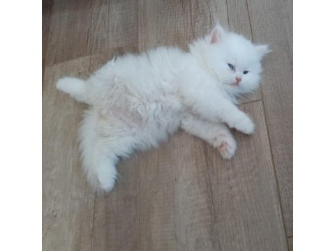 Teslime hazır kartopu gibi chinchilla bebeklerimiz