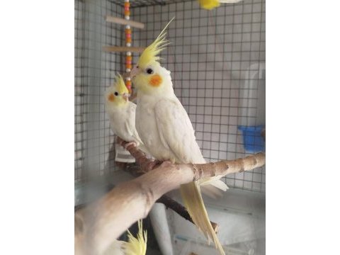 Erkek 4.5 aylık sultan papağanı
