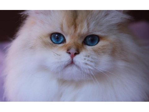 British longhair erkek 3.5 yaşında ny1133